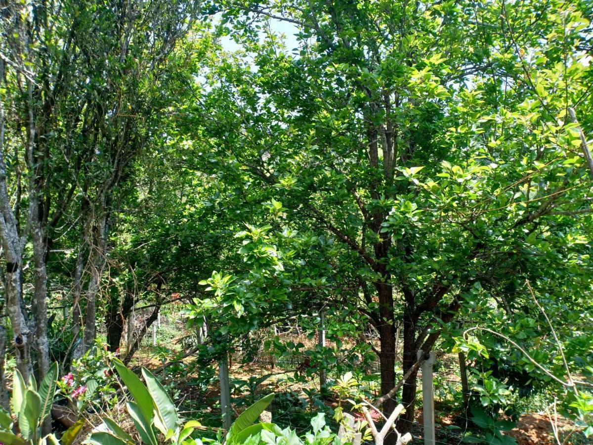 Pear Tree Inn Villa Kotagiri Ngoại thất bức ảnh